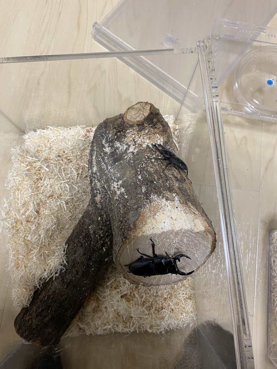 カブクワおじ（の店） (@akiram1206) / Posts / X