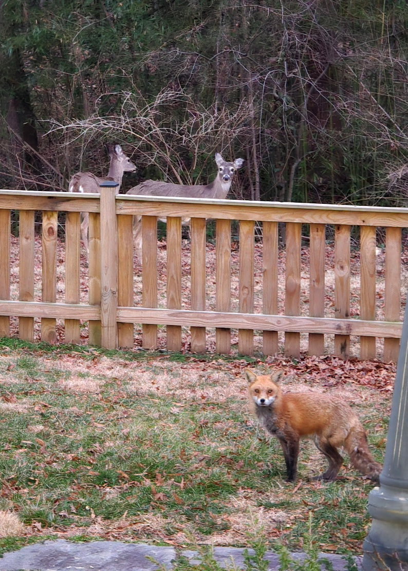 Dr Tracey Lynn Perez Koehlmoos tweet media