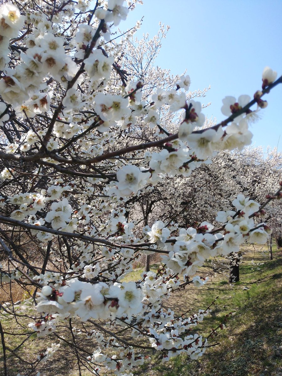 ssc_help's tweet photo. 今日は、ほぼ毎週行ってる高尾山登山のついでに高尾梅郷と言われているエリアで開花する梅の花を見て来ました。
高尾梅郷のうち、まずは高尾駅からは一番近い「遊歩道梅林」を堪能しました。見頃でした。一部散り始めの木もありましたがまだまだ楽しめます。
その写真をアップしました。 https://t.co/DiTMfqXagD