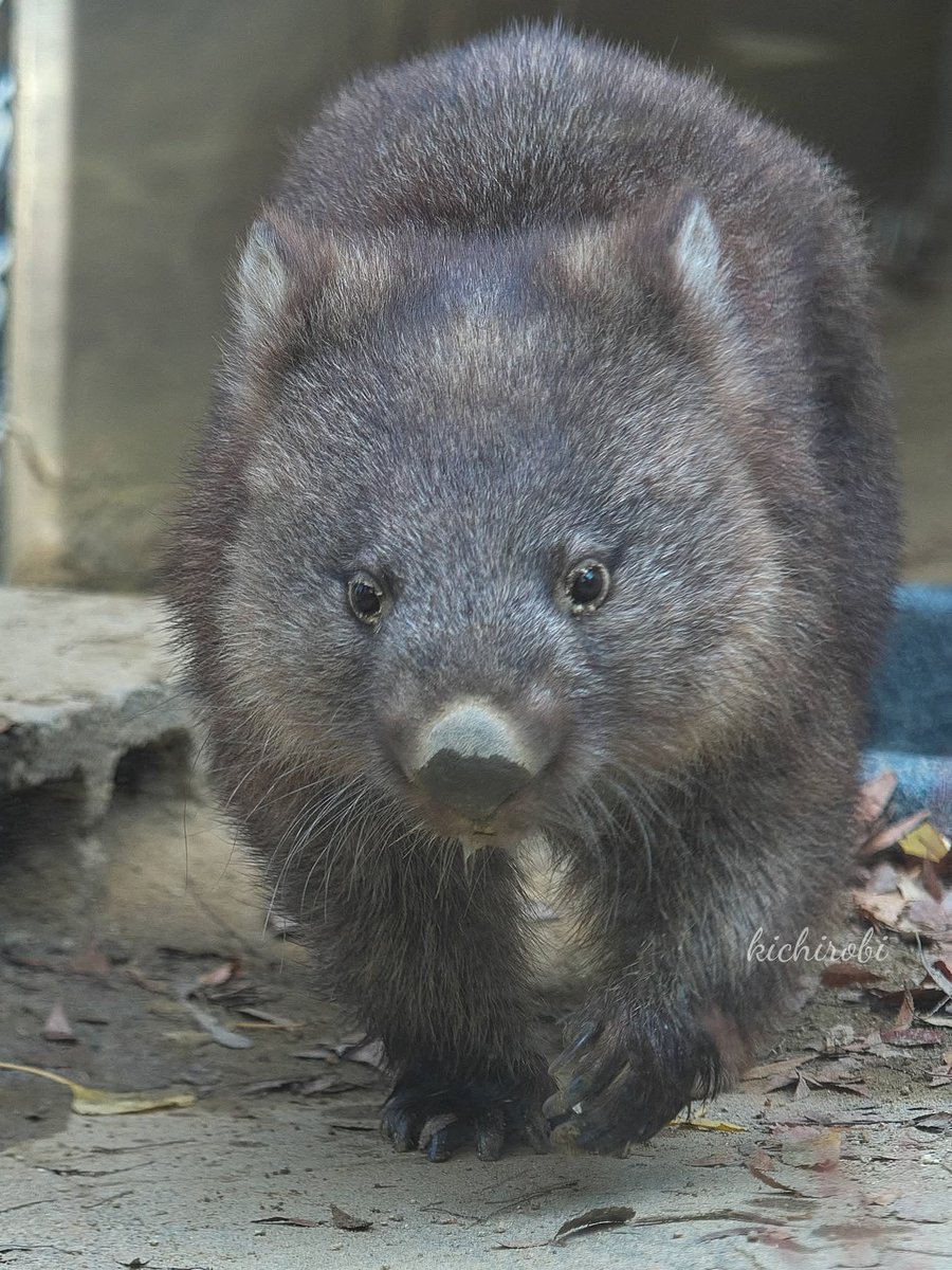 kikichirobin's tweet image. キリッとコウくん💖
かわいいね

　#コウ　#コウくん　#kou　#ko #コウ君大好き　#ありがとうコウ君　#五月山動物園 　#池田市　#ウォンバット　　#wombat　#wombatlove　 #satsukiyamazoo