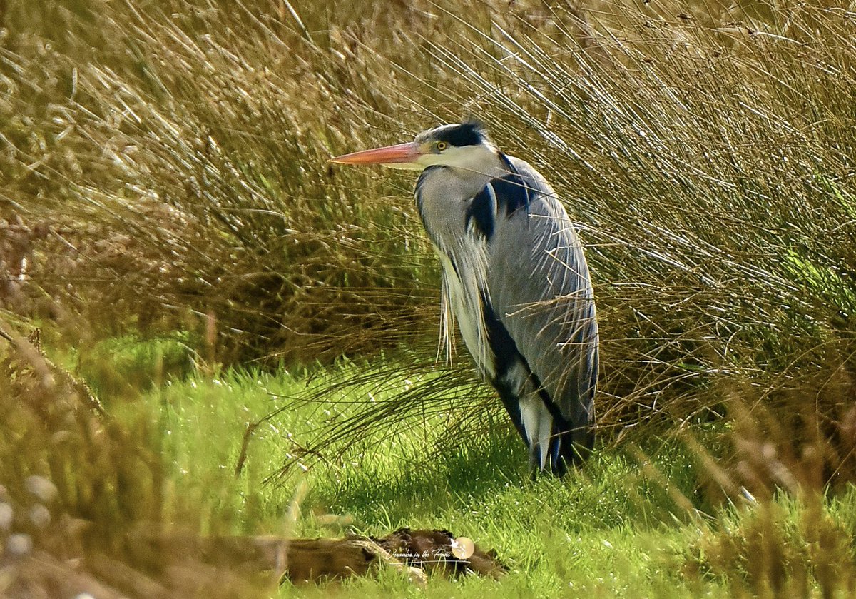 Veronica in the Fens 🧚🏼‍♀️ My Heart in Nature tweet media