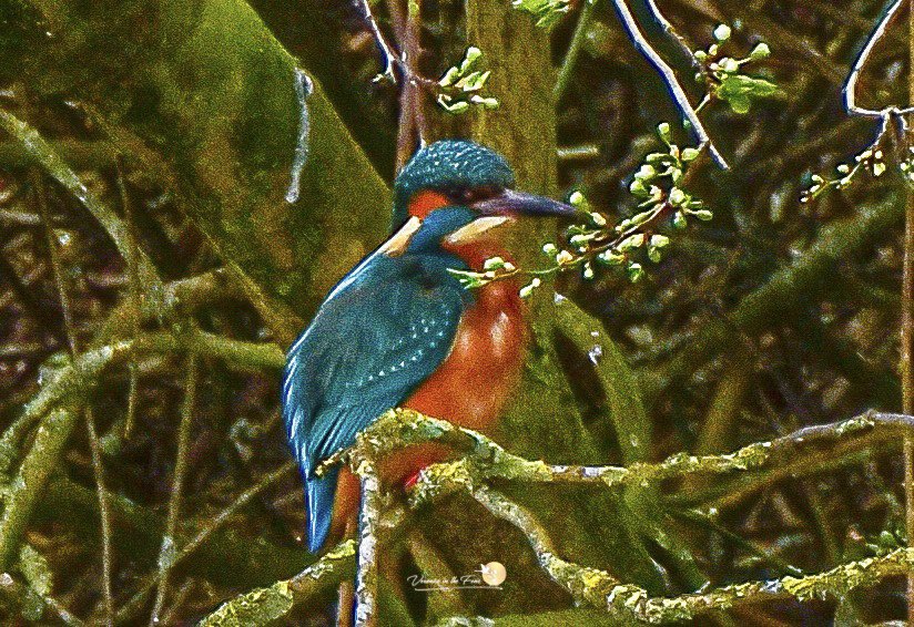 Veronica in the Fens 🧚🏼‍♀️ My Heart in Nature tweet media