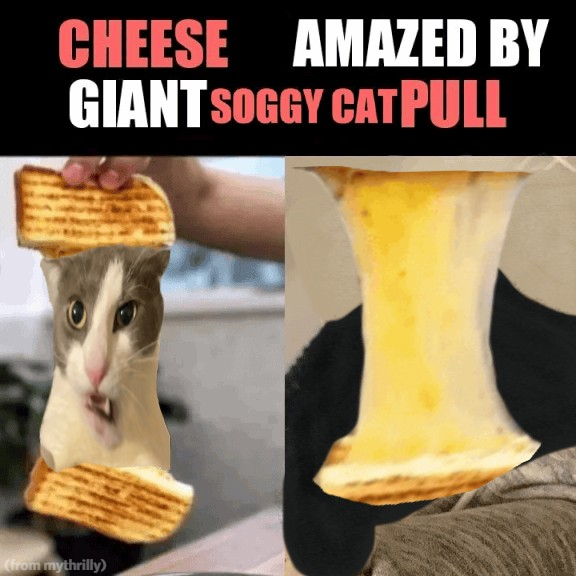 soggy cat (@ssoggycat) on Twitter photo 