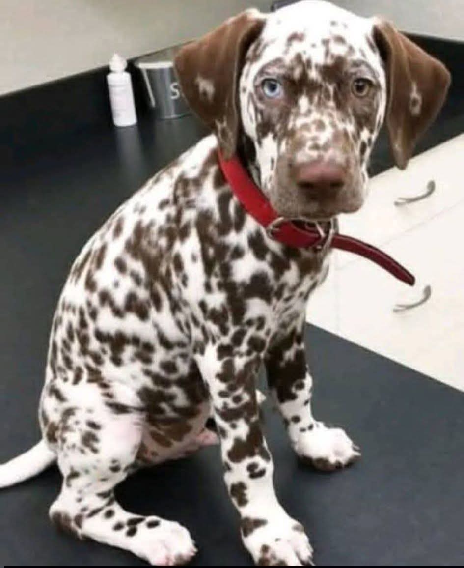 Alice 👑 tweet media