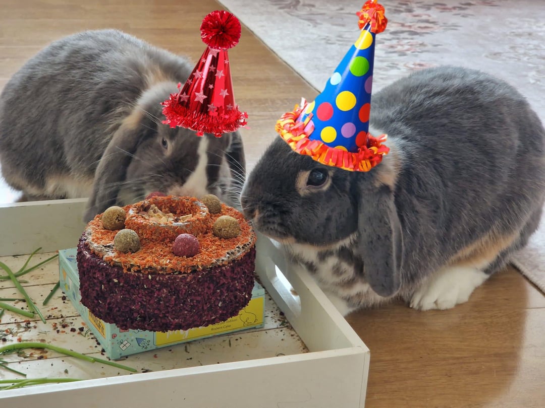 RockyTrails's tweet photo. Rabbit Rabbit Rabbit https://t.co/fDf9tk5WgZ