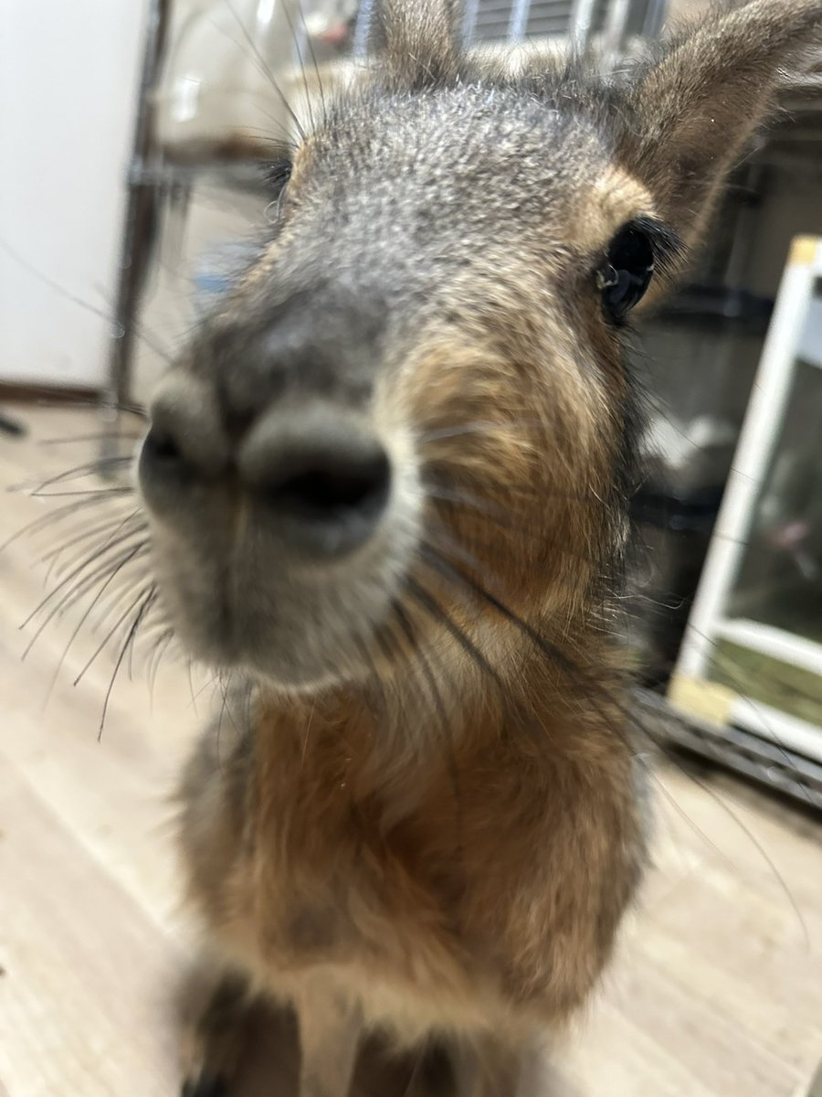 みつらぶReptiles tweet media