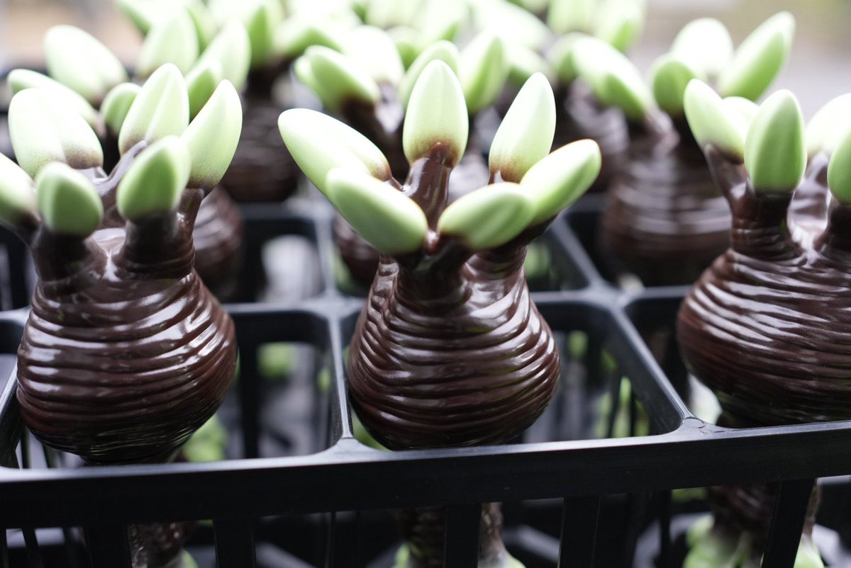 B-The-U🌱VAG3月中旬🌱 (@plantsBTheU) / Posts / X