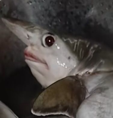 Sparky_Tenno's tweet photo. @LilBirbFluff Perhaps.............. https://t.co/SyWHSamFx8