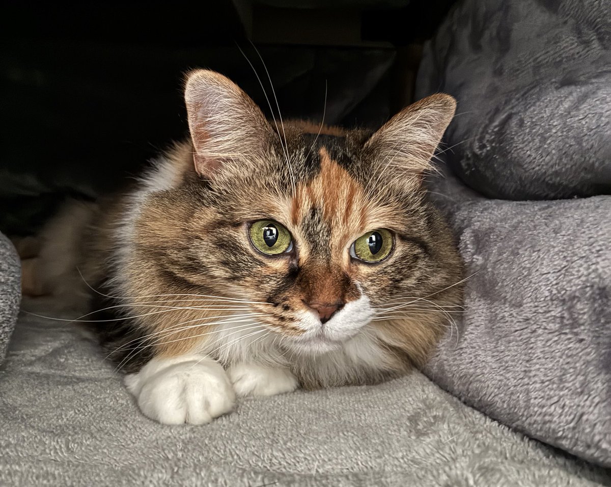 うめみ tweet media