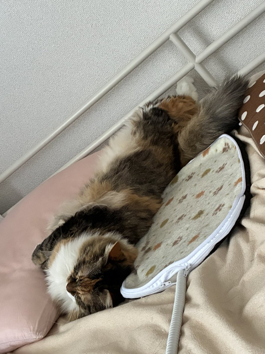 うめみ tweet media