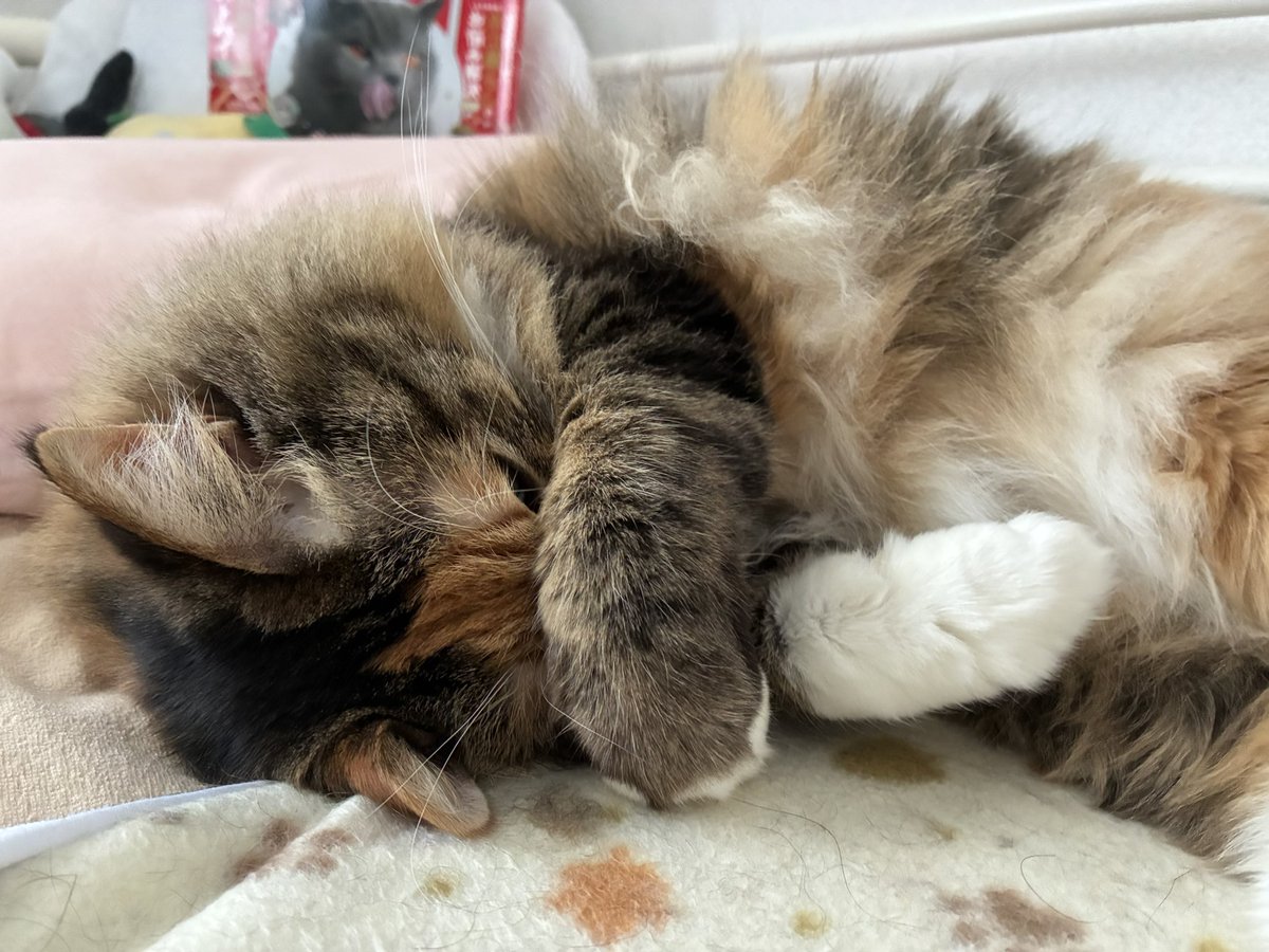 うめみ tweet media