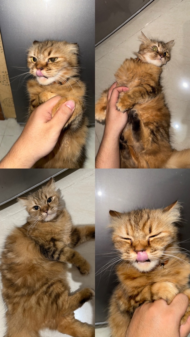 Unpadfess tweet media