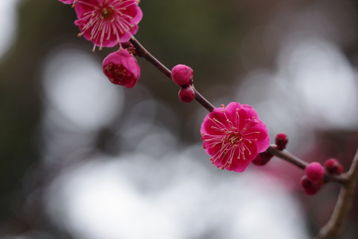 宇治野　熱線カラー版 tweet media