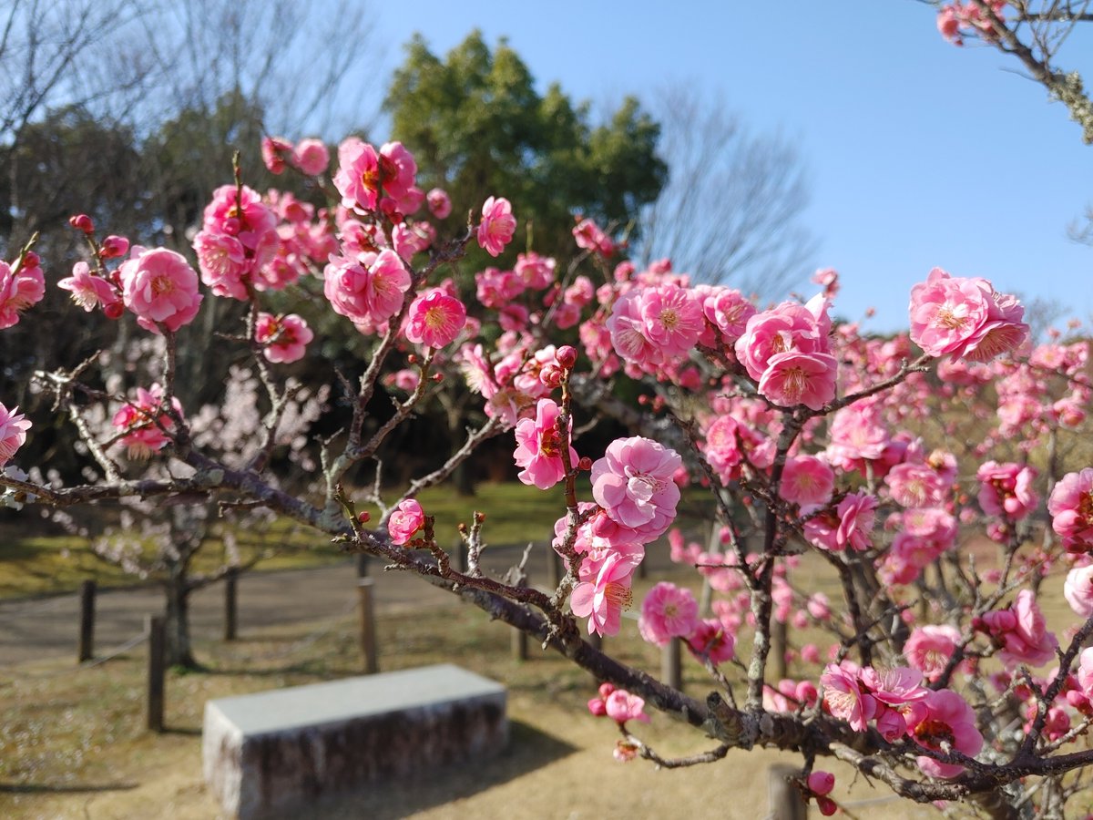 shikabanerocker's tweet photo. 河津桜と梅が見頃との情報をキャッチし、お天気もすごく良かったので
馬見丘陵公園へお花見に🌸

もう春なんですね～😊

#馬見丘陵公園
#河津桜 https://t.co/JZqHk6rvwL