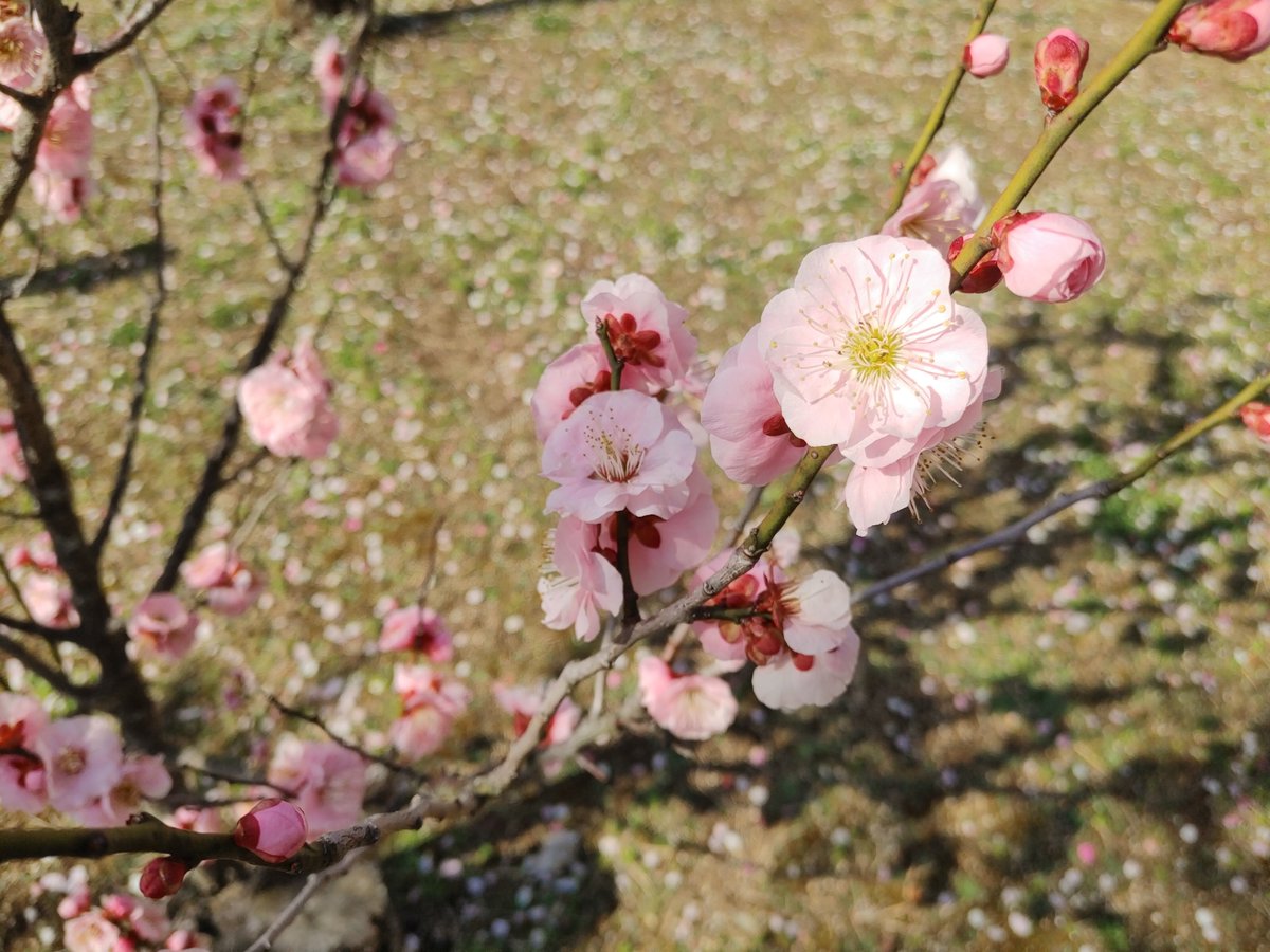 shikabanerocker's tweet photo. 河津桜と梅が見頃との情報をキャッチし、お天気もすごく良かったので
馬見丘陵公園へお花見に🌸

もう春なんですね～😊

#馬見丘陵公園
#河津桜 https://t.co/JZqHk6rvwL