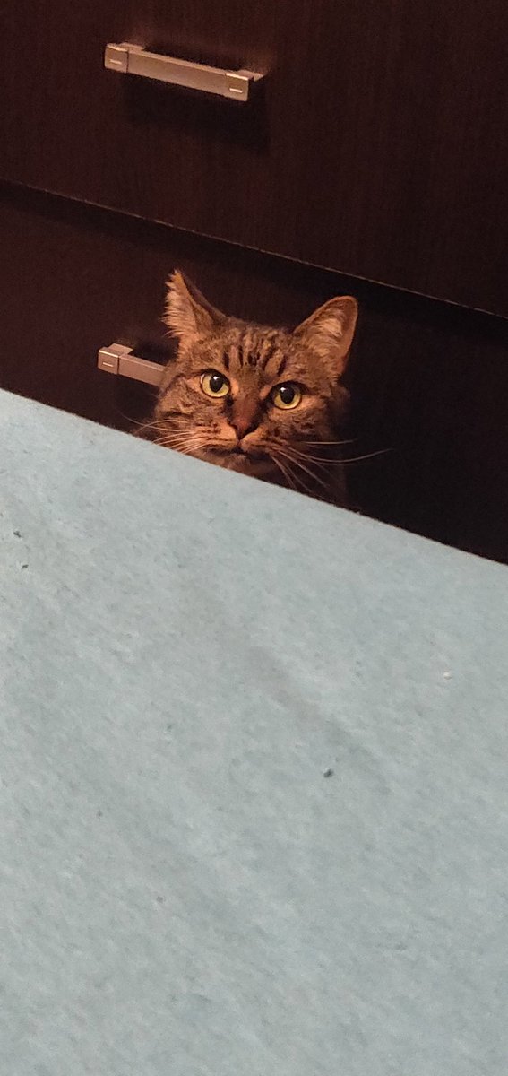 Shimamoto, the Vampire-Squirrel 🧛🏽‍♀️🐿️ tweet media