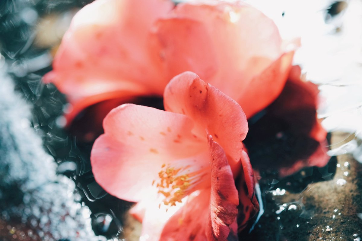 久莉 | kuri tweet media