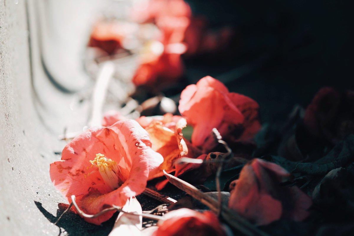 久莉 | kuri tweet media