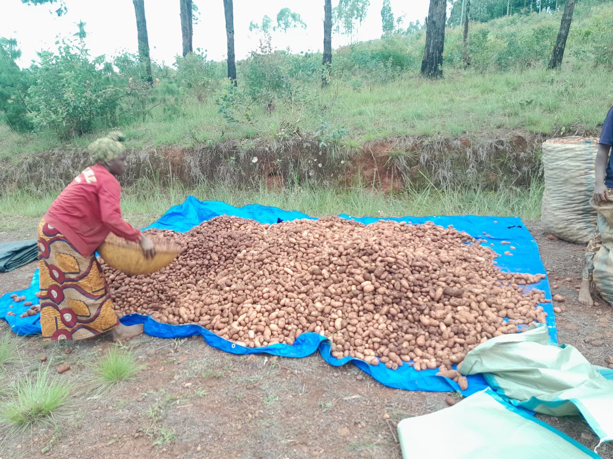 antebbu's tweet photo. 🌱 Récolte réussie pour la coopérative CATBBU-UMWITSA ! 🥔

L’association ANTEBBU est fière d’annoncer la réussite de la première récolte de pommes de terre de sa coopérative CATBBU-UMWITSA, lancée en province de Gitega Province.

@WFP @UNICEF_Burundi @MininterInfosBi https://t.co/9cbMS5H4yO
