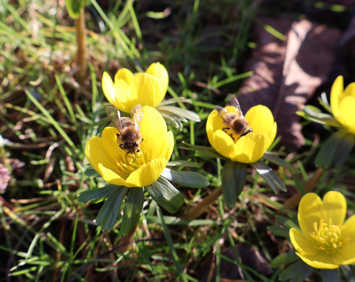 PMD486's tweet photo. 🌼 #Sundayyellow x #Sunbeeday 🐝
📷🤳🏻 2026-02-25 https://t.co/cx68AGqK58