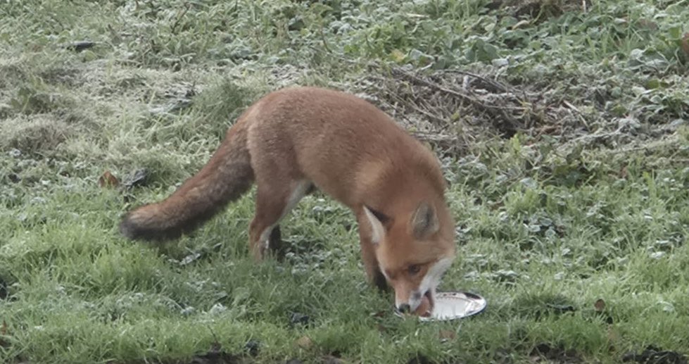 FotAGraphic's tweet photo. @ChrisGPackham Rudi loves eggs! https://t.co/dygHfaYwNw