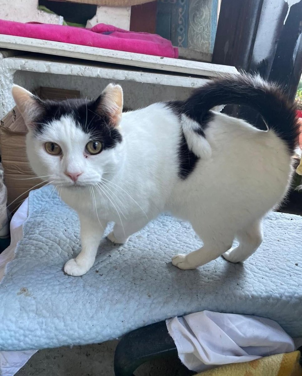 🆘🆘¡¡ATENCIÓN!!🆘🆘
Gatos perdidos en el incendio de la colonia felina de #LaPlantera #Blanes, #Girona.
Estarán muy asustados y desubicados tras huir del incendio.
Si los ves ponte en contacto con la protectora <a href="/SaGatonera/">Sa Gatonera Blanes</a> para que puedan recogerlos.
Máxima difusión
📣📣📣