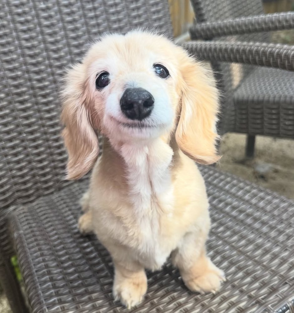 NotVoltz tweet media