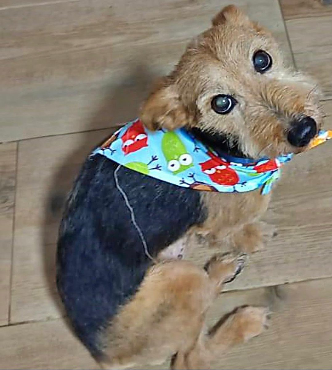 J_Zaragoza_'s tweet photo. Se llama #TROY 
Tiene 9 años 
A esta belleza de perrito ya no lo quieren
A pesar de que es buenísimo
Necesita nueva familia, nuevo hogar
Está en Jerez
Contacto; 629 87 92 20
#AdoptaNoCompres https://t.co/rsbDRVxb8T