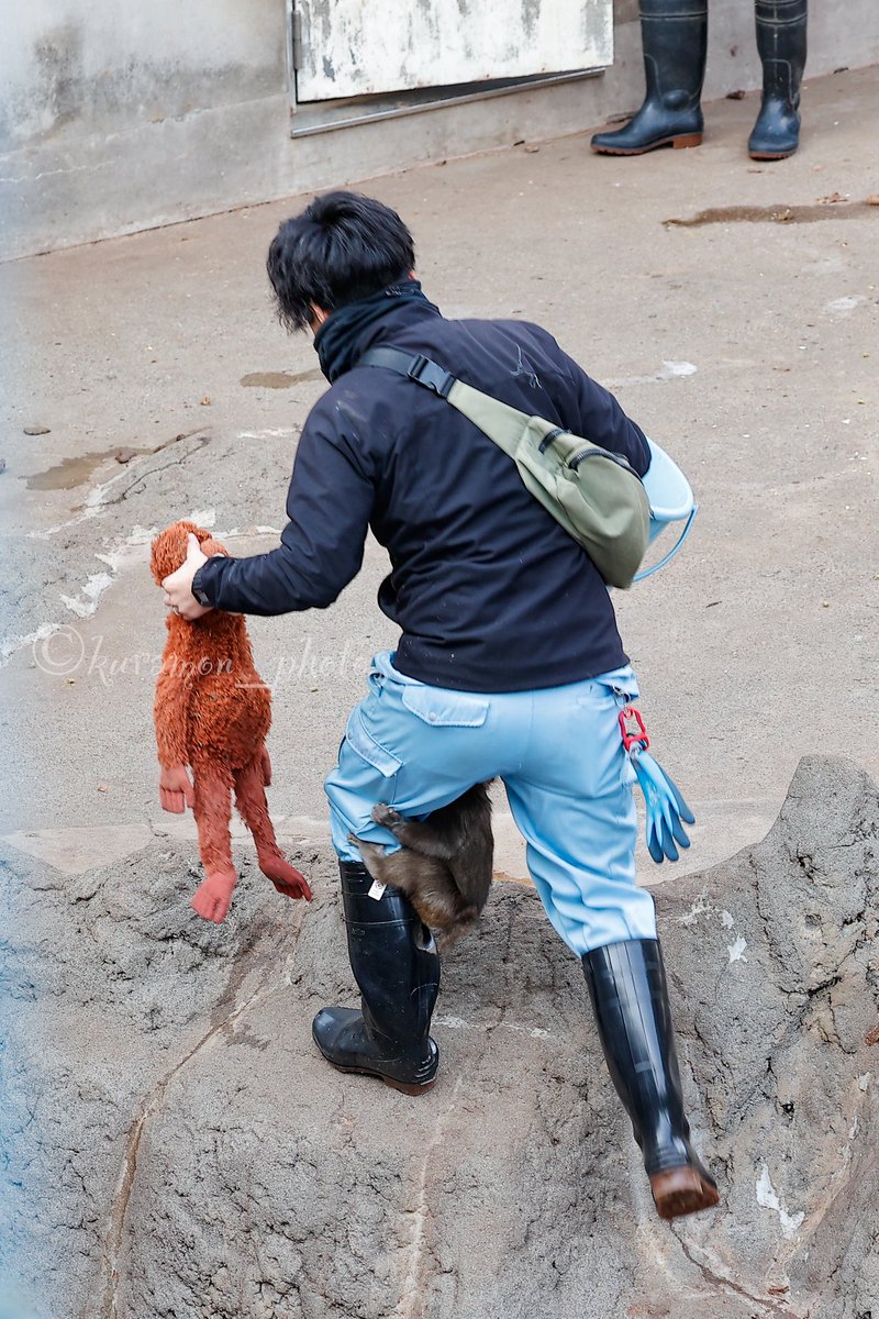 kuramon_photos's tweet photo. はなれません！

#がんばれパンチくん 
#がんばれ市川市動植物園 https://t.co/B7ceqt9FWD