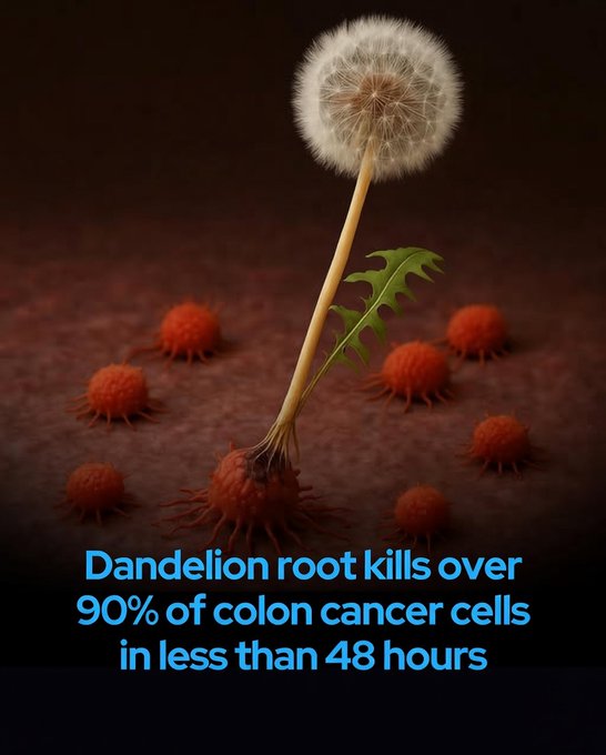 Rainmaker1973's tweet photo. Dandelion root extract has been found to kill colon cancer cells.

Laboratory studies have shown that aqueous dandelion root extract (DRE) can induce programmed cell death (apoptosis) in more than 95% of human colon cancer cells within 48 hours, while leaving normal healthy cells largely unaffected.

What distinguishes DRE is its ability to activate both caspase-dependent and caspase-independent apoptotic pathways. Caspases are key enzymes that dismantle cellular structures during apoptosis, and many standard cancer therapies depend on this mechanism. However, resistant tumors often develop ways to evade caspase activation.

DRE appears to bypass such resistance by engaging alternative signals, including mitochondrial pathways that operate independently of caspases.

Remarkably, the extract remained effective against cancer cells lacking a functional TP53 gene—a critical tumor suppressor frequently mutated in advanced cancers, contributing to treatment resistance and poor outcomes. This resilience against p53-deficient cells highlights DRE's potential against aggressive, therapy-resistant tumors.

In mouse models implanted with human colon cancer cells, oral administration of DRE substantially suppressed tumor growth—reducing volume by over 90%—without causing toxicity or harming normal tissues. This selectivity is rare among conventional treatments.

Researchers attribute this targeted action to cancer cells' heightened metabolic demands and reliance on dysfunctional mitochondria for energy. DRE exploits these weaknesses by destabilizing mitochondrial membranes and elevating reactive oxygen species levels, creating a toxic environment preferentially lethal to malignant cells.

While these preclinical findings—from cell cultures and animal xenografts—are promising and suggest multi-pathway targeting, they remain early-stage. No human clinical trials have yet confirmed anti-cancer efficacy or safety in patients, and DRE is not a proven treatment for cancer.

["Dandelion Root Extract Affects Colorectal Cancer Proliferation and Survival Through the Activation of Multiple Death Signalling Pathways." Evidence-Based Complementary and Alternative Medicine, 2016]