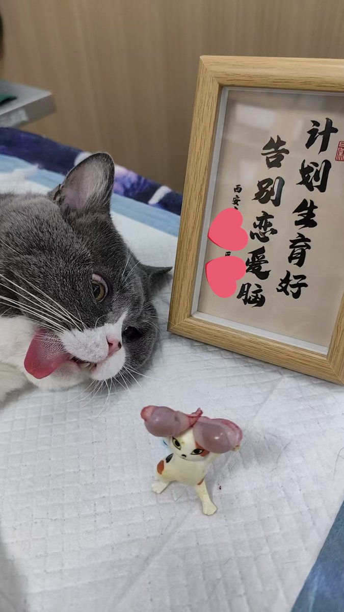 不吃海带 tweet media