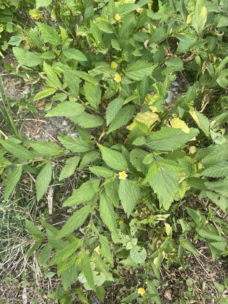 AYOMIPOSI 👑 tweet media