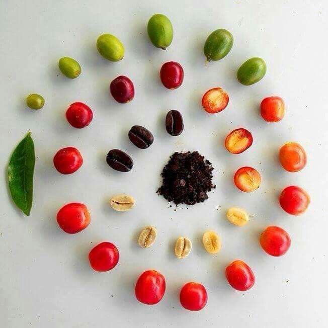 Muganzisecure's tweet photo. Did you know that for the longest time, the global coffee story has sounded simple and settled: 
Uganda is the home of Robusta and Ethiopia is the home of Arabica. 

That narrative has been repeated in classrooms, conferences and marketing campaigns for years. Yet most of our scientific studies have always pointed all the coffee back to Uganda but we didn’t have clear evidence as a country to win this claims but in change of events by a new scientific research carried out by @Cirad (French agricultural research and cooperation organization) evidence is quietly reshaping that understanding and the updated story should make every Ugandan stand a little taller in the coffee world 

Scientists studying coffee genetics have shown that Coffea arabica did not just appear independently in isolation. It was born from a natural crossing between two species: Coffea canephora (Robusta) and Coffea eugenioides (Eugenioides). This rare natural event called allopolyploidization created a completely new species. 

Even more remarkable, researchers found that this crossing likely happened only once. One single natural “super plant” gave rise to the Arabica coffee that today fills cups across Latin America, Asia and the entire intertropical world.

For that natural crossing to occur, both parent species had to exist in the same environment under the same tropical forest conditions. That ecological overlap only exists in Uganda. Uganda is home to natural populations of Robusta and Eugenioides the very genetic parents of Arabica. 

In addition, Uganda hosts multiple coffee species including Coffea liberica and Coffea dewevrei. This level of biodiversity is not ordinary. It is foundational to the process 

This is not about dismissing anyone else’s contribution to coffee history. It is about recognizing scientific evidence and understanding what it means. If Arabica emerged from a natural union of species that coexist in Uganda’s ecosystem then Uganda is not just a strong Robusta producer. Uganda sits at the heart of coffee’s genetic story.

To the world: the Arabica you prize, trade, roast and celebrate traces back to a natural genetic event rooted in Uganda in an environment where these species met and merged. That matters.

To Uganda: we must stop thinking small about our place in coffee history. We are not just exporters of green beans competing on price. We are custodians of a genetic heritage that shaped one of the most valuable agricultural commodities on earth.

This is a moment for pride but also for strategy. Pride should push us to invest more in research, conservation, branding, value addition and storytelling. Governments build powerful origin identities around far less. Ours is backed by biodiversity and science.

The world drinks coffee every single day.

Uganda should confidently say: we are central to its origin story.

And it is time both the world and we ourselves fully understood that as a country and leveraged it as marketing our coffee with a better story for a higher market price 

If you are a proud Ugandan atleast the least you can do for your country is to share this information to your circles 

For God and my country