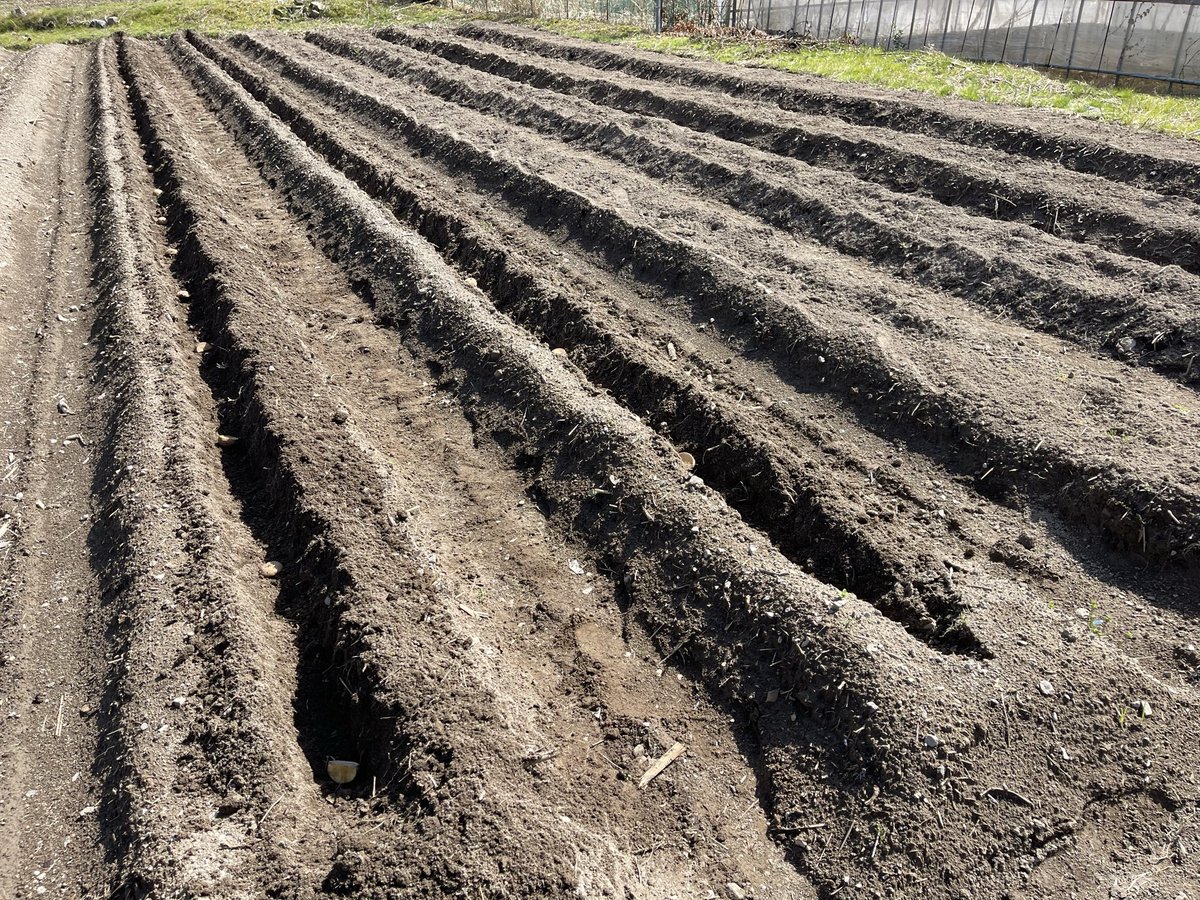 温泉小僧(온천애송이) tweet media