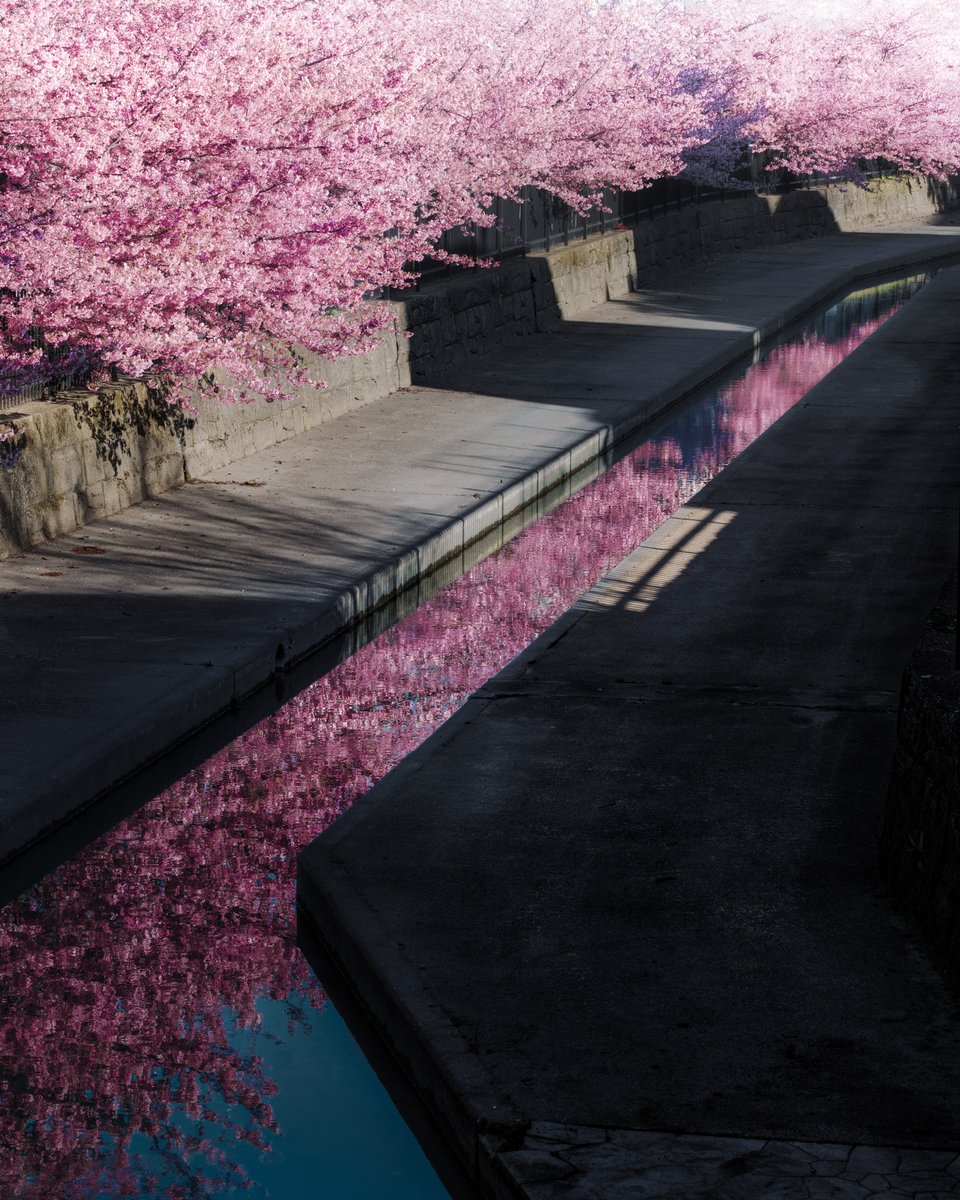 京都で見つけた桜色の水路、すごく綺麗だった