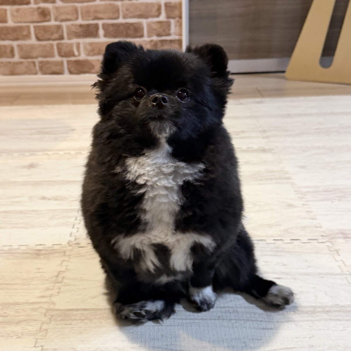 信楽焼たぬきのくつした｜漫画も連載中 tweet media