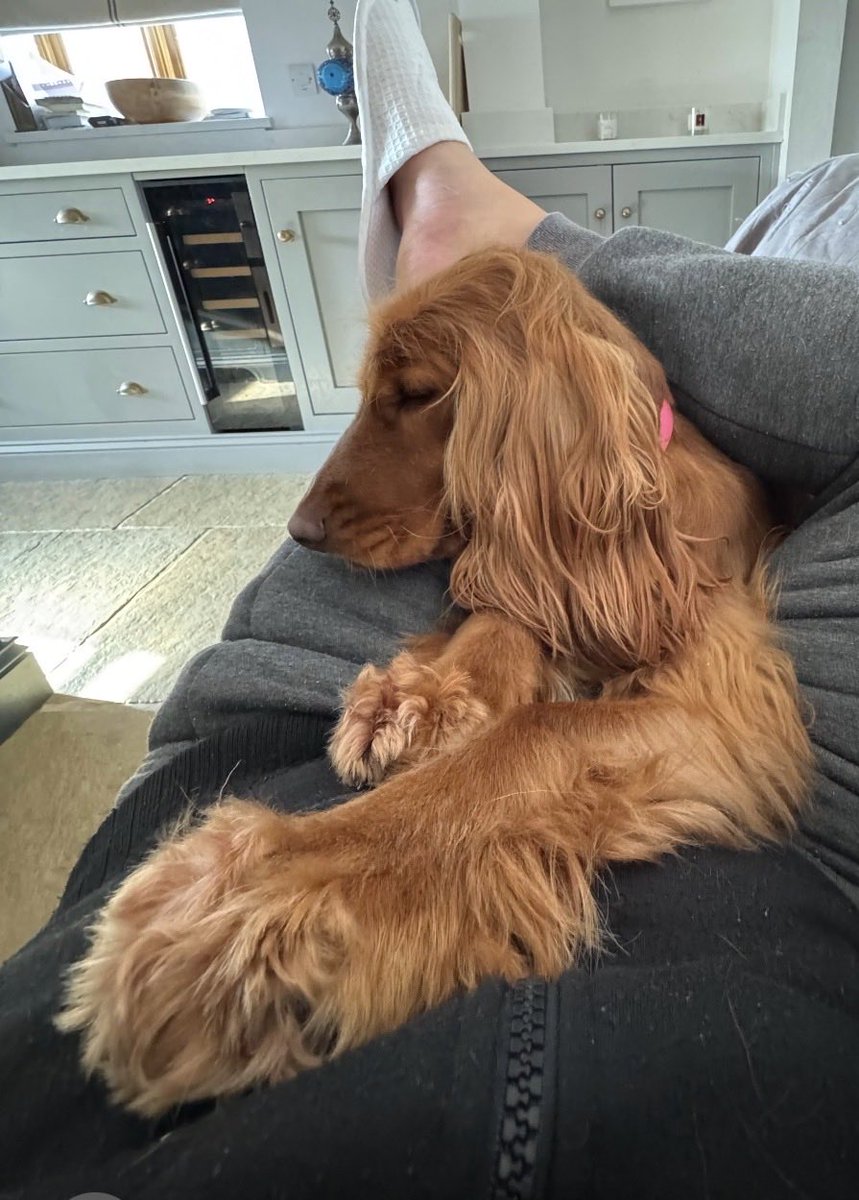 Max the baby doggie - and Coco pops tweet media