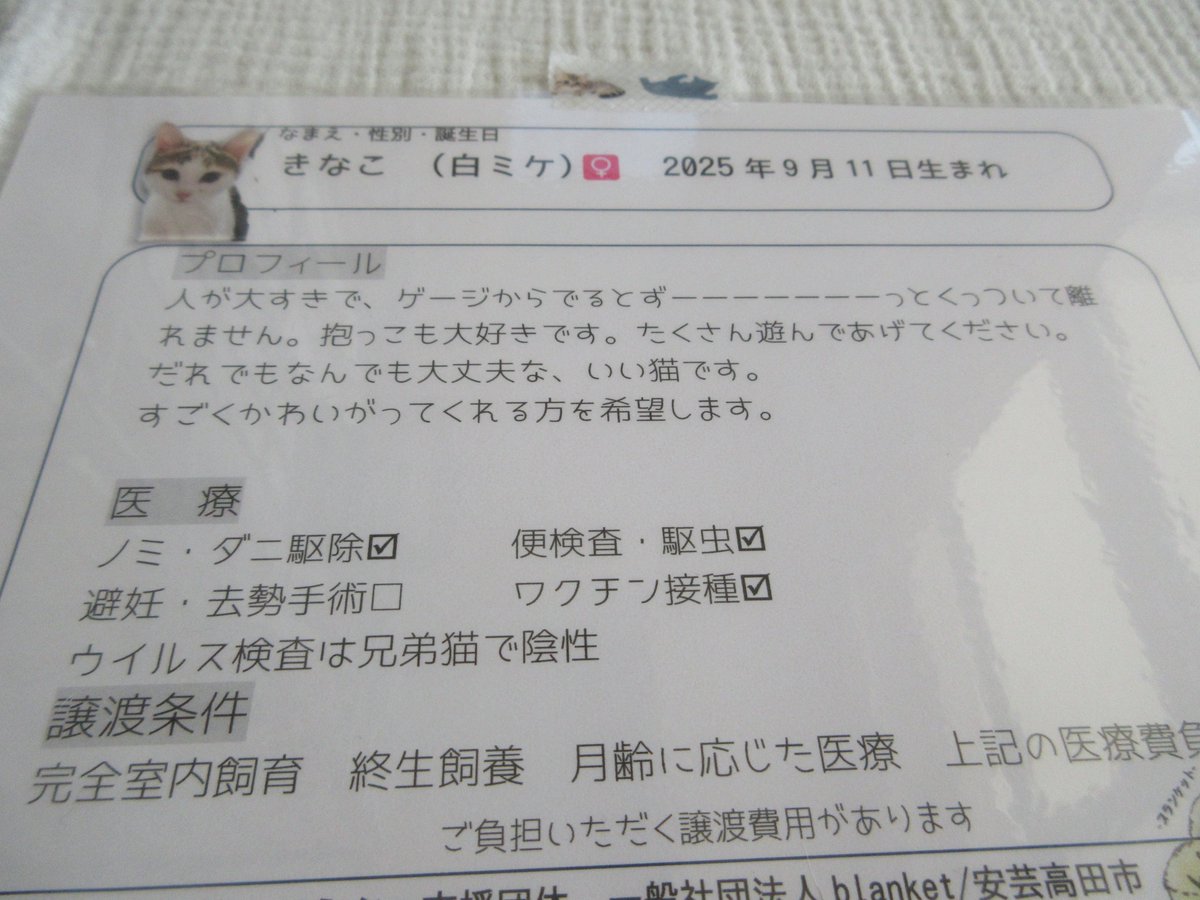 こんな感じに自己紹介文が書いてあるのよ～(*´ω`*)