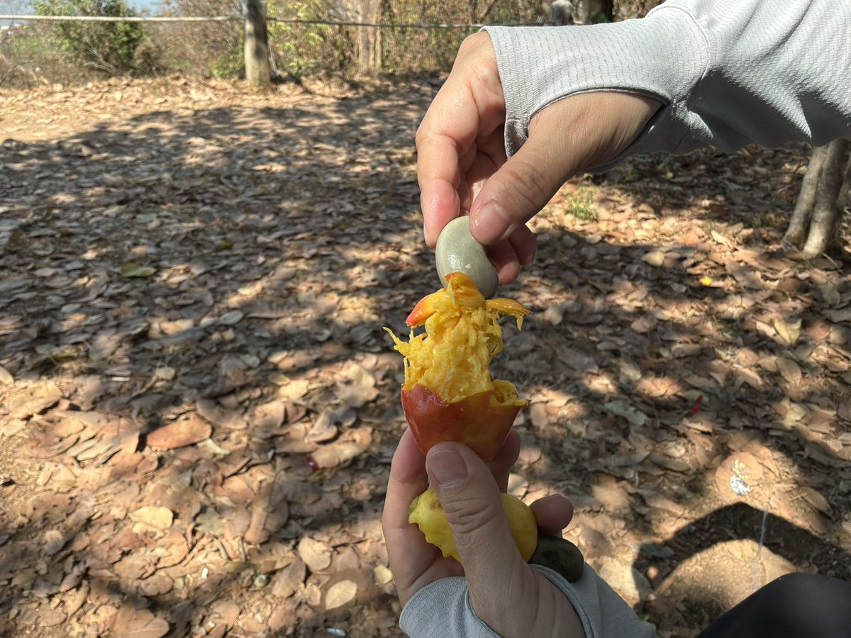 PE_Okun's tweet photo. カシューナッツの実を食べた。

ワット・クロム🇰🇭の山頂で女の子達が、カッシュナッツの実を取っていた。実は桃の実のようないい香りで、とてもジューシー。
これが、あのナッツの実になるのか。不思議だな〜。 https://t.co/TwcDH3ghnA