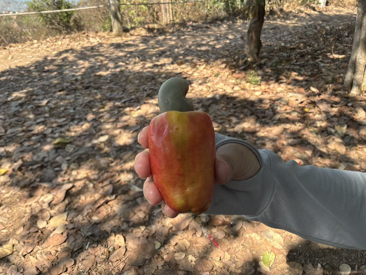 PE_Okun's tweet photo. カシューナッツの実を食べた。

ワット・クロム🇰🇭の山頂で女の子達が、カッシュナッツの実を取っていた。実は桃の実のようないい香りで、とてもジューシー。
これが、あのナッツの実になるのか。不思議だな〜。 https://t.co/TwcDH3ghnA
