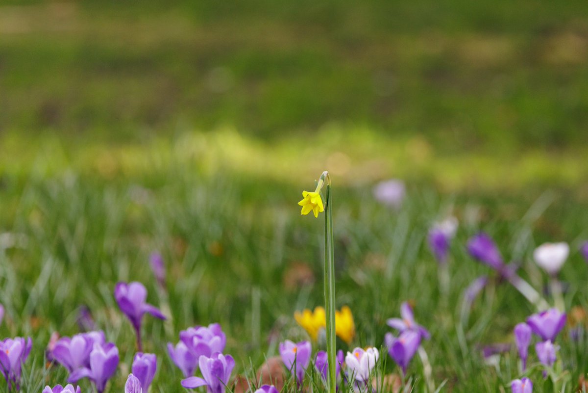 Première fleur à éclore au printemps, la jonquille symbolise l'espoir...

#unejonquillecontrelecancer