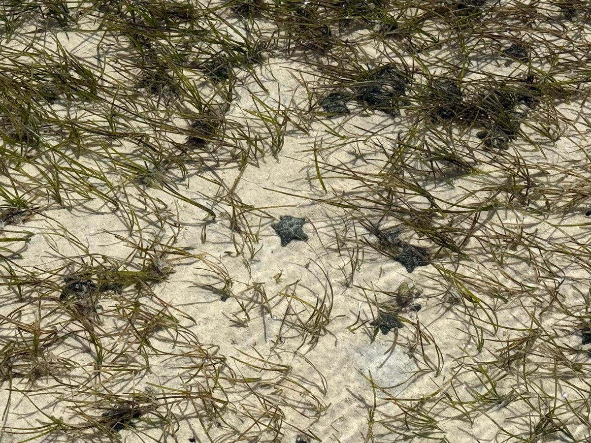 DSI/NRF SWE Research Chair tweet media