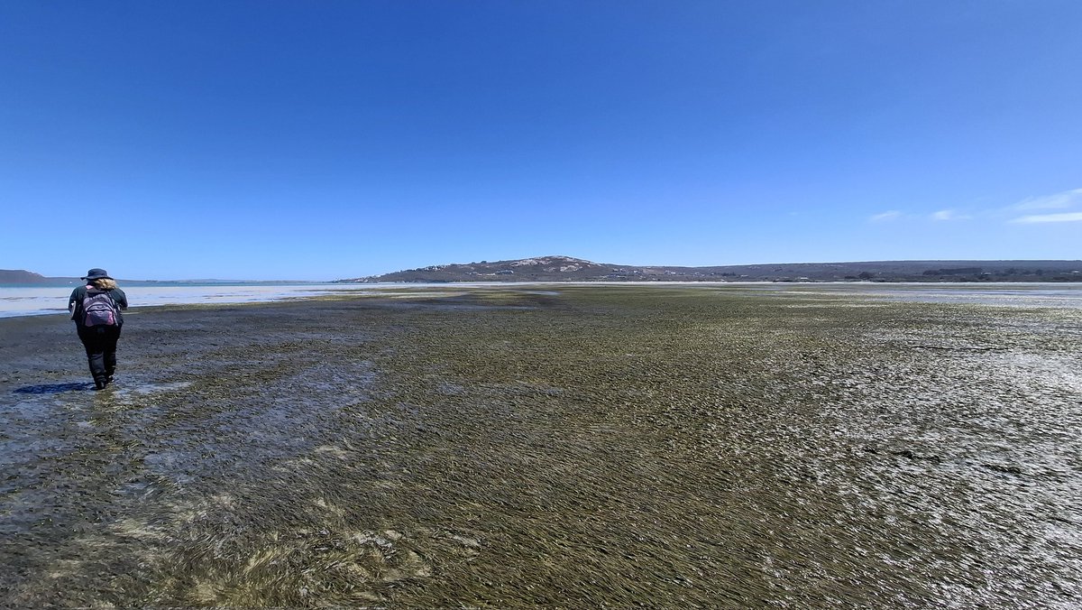 DSI/NRF SWE Research Chair tweet media