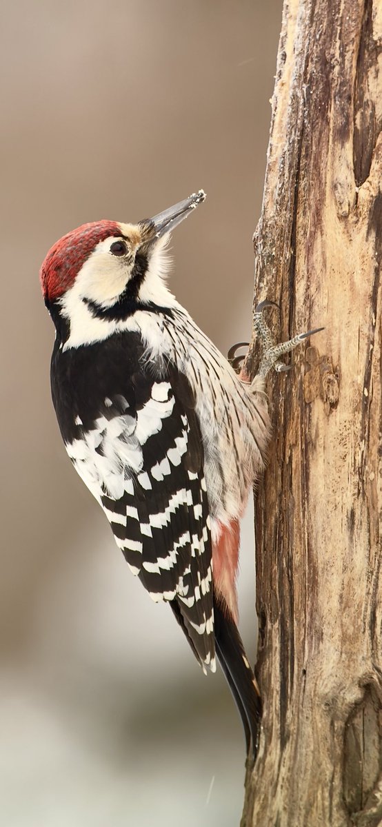 PaulHdigiman's tweet photo. Male White Backed Woodpecker, Estonia 🇪🇪 #phonescoping #wildlife_dreams #kowascoping #iphone15promax @philgouldphoto https://t.co/6fD75FpaRo