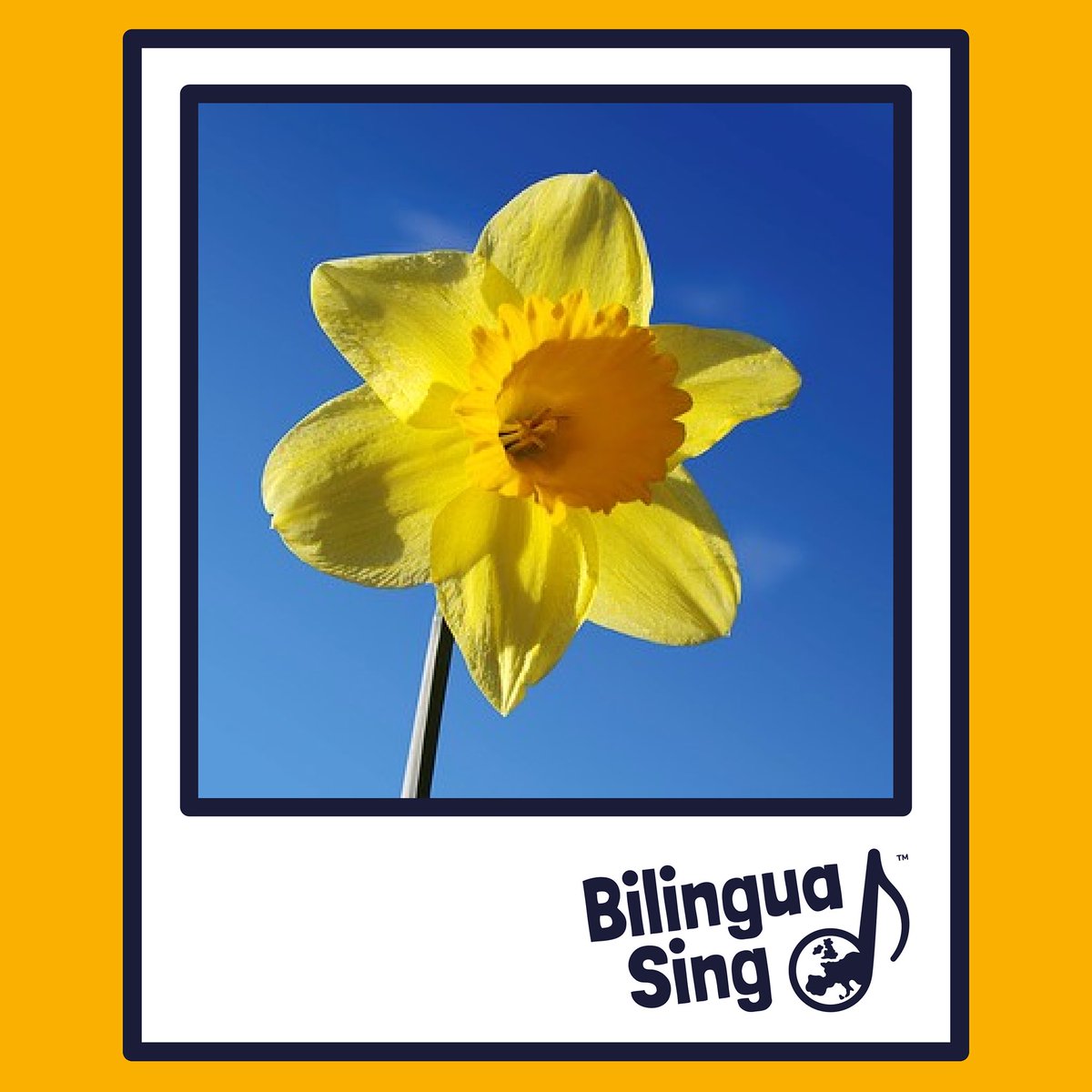 BilinguaSing | Kids language franchise 🌎 tweet media