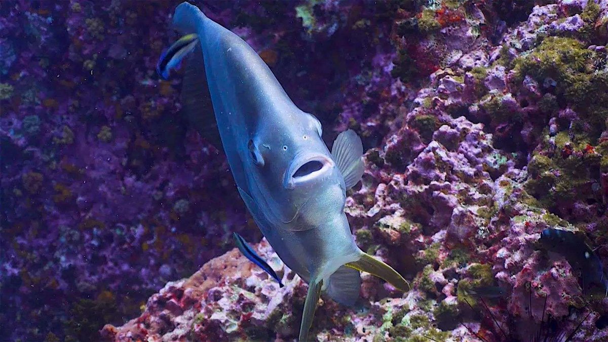 GoProIDCKohTao's tweet photo. During the AWARE Fish Identification Instructor specialty course, we will show you how to teach your student divers about the most common families and species of fish found on the Koh Tao Coral reefs. https://t.co/JmyXK6Y5MU #Instructor #PADI #KohTao #Professional #FishId https://t.co/Sb4LFxuged