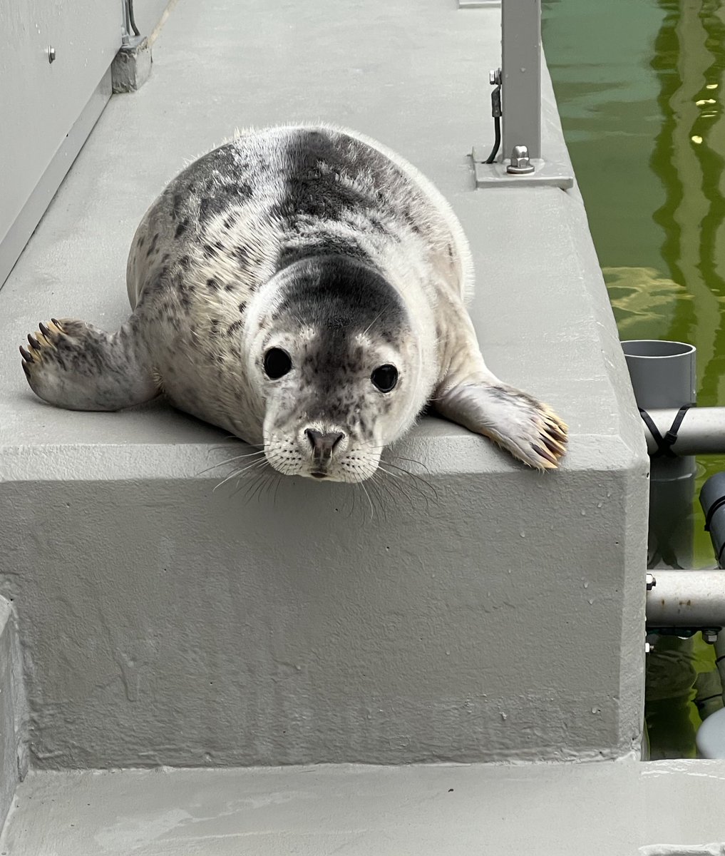 It is finally your day little one.
Be free and wild back home, Dropje 🩷

 #アザラシ幼稚園