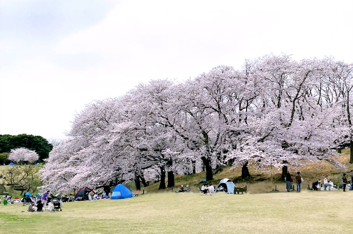 【神奈川県のお花見スポットまとめ】
・1枚目：三溪園(横浜市中区）
・2枚目：小田原城址公園(小田原市）
・3枚目：大岡川プロムナード(横浜市南区)
・4枚目：根岸森林公園(横浜市中区）
・段葛の桜(鎌倉市)
・鶴岡八幡宮(鎌倉市)
・源氏山公園(鎌倉市）
・長谷寺（鎌倉市）
・建長寺(鎌倉市）