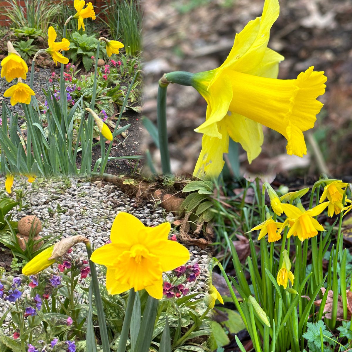 RAGriggsauthor's tweet photo. A collage of daffodils from my Devon garden

Happy St David’s Day! 

#StDavidsDay #daffodils https://t.co/ozZzvTwDjl