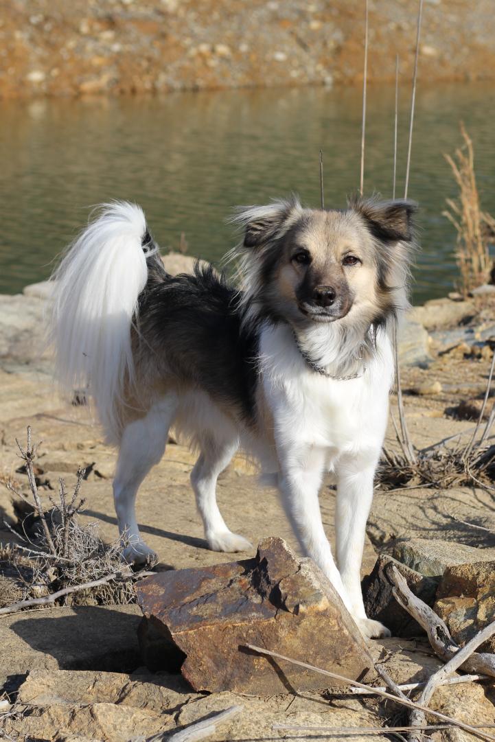 今日のジャックと湖畔さん歩🐕️
なんですか？って見てます🐕️